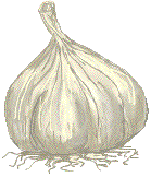 garlic.gif (7661 bytes)
