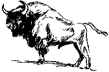 Bison drawn by Bjrn Kurtn