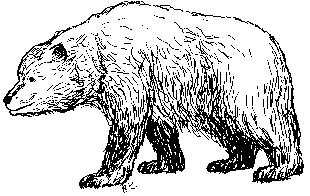 Cave Bear drawn by Bjrn Kurtn