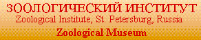 banner for russian museum site