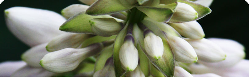 Hosta Bloom By H2Photo and Design