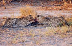 Moremi National Park: cheetah gorging on fresh warthog.