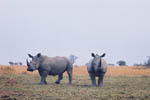 White (wide lipped) rhino do well at Botsalano Game Reserve