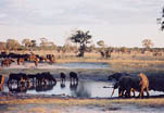 Hwange National Park; Ngweshla. Cape buffalo and elephant drinking from one of the waterholes in the Ngweshla Pan area.