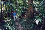 Typical Taman Negara trail scene.