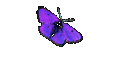 Chrysalis Board