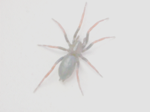 Wiltshire spiders