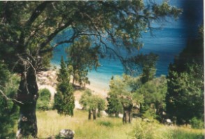 Olive trees on the shores of Corfu, Copyright: Milson Macleod 1994
