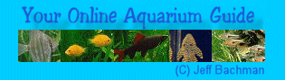 Your Online Aquarium Guide