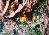 arrecife