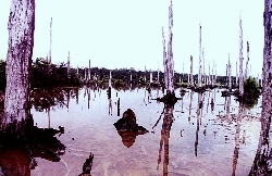 Bosque Petrificado en Celestun