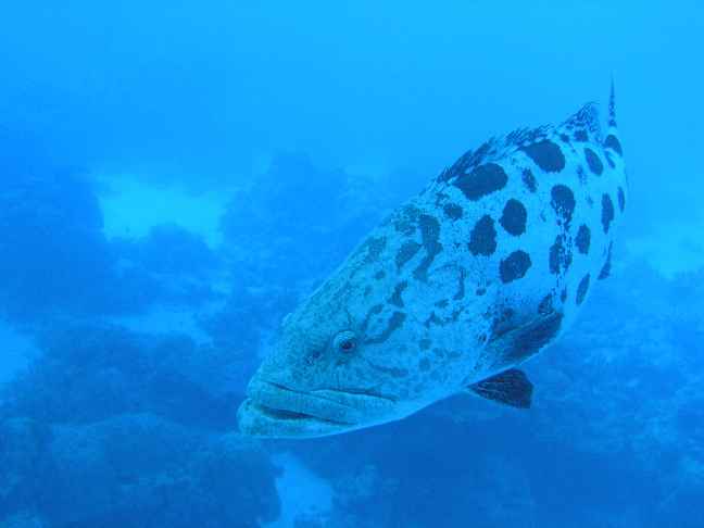  Cod at Cod Hole, Great Barrier Reef