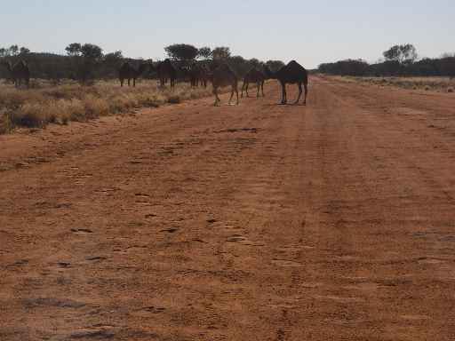  Feral camels, Great Central Road 