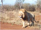 One of the many Kruger lions
