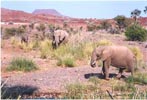 Desert elephants at the oasis of Palmweg