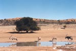 Gemsbok at the Kalahari Gemsbok National Park