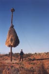 Social weaver nests are found throughought Namaqualand